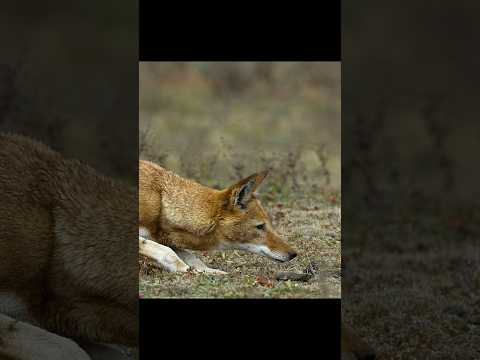 Go, Sethi. The World Is Waiting for You. #animals #wildlife #video #shorts