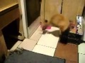 Кот убегает от крысы 