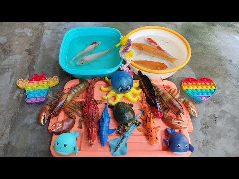 Finding carp, koi fish, crocodile, turtle, chana fish, lobster, squid, crab [part832]
