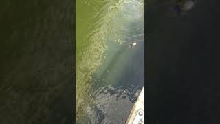 平瀬彪 撮影  ヘラブナhit!?