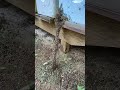 Bee Ladder, Helps the bees get back in the hive #bee #honeybee #beekeeping #shorts