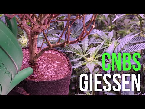 Cannabis Gießen für Anfänger: So machst du es von Anfang an richtig!