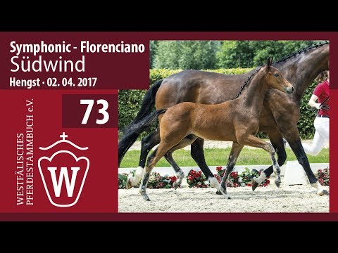 73 Südwind  Hengst v. Symphonic - Florenciano