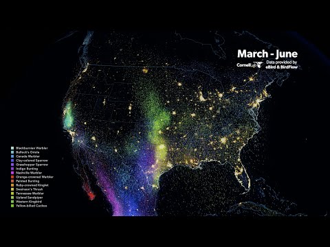 Spring Bird Migration, a Cornell Lab of Ornithology data visualization