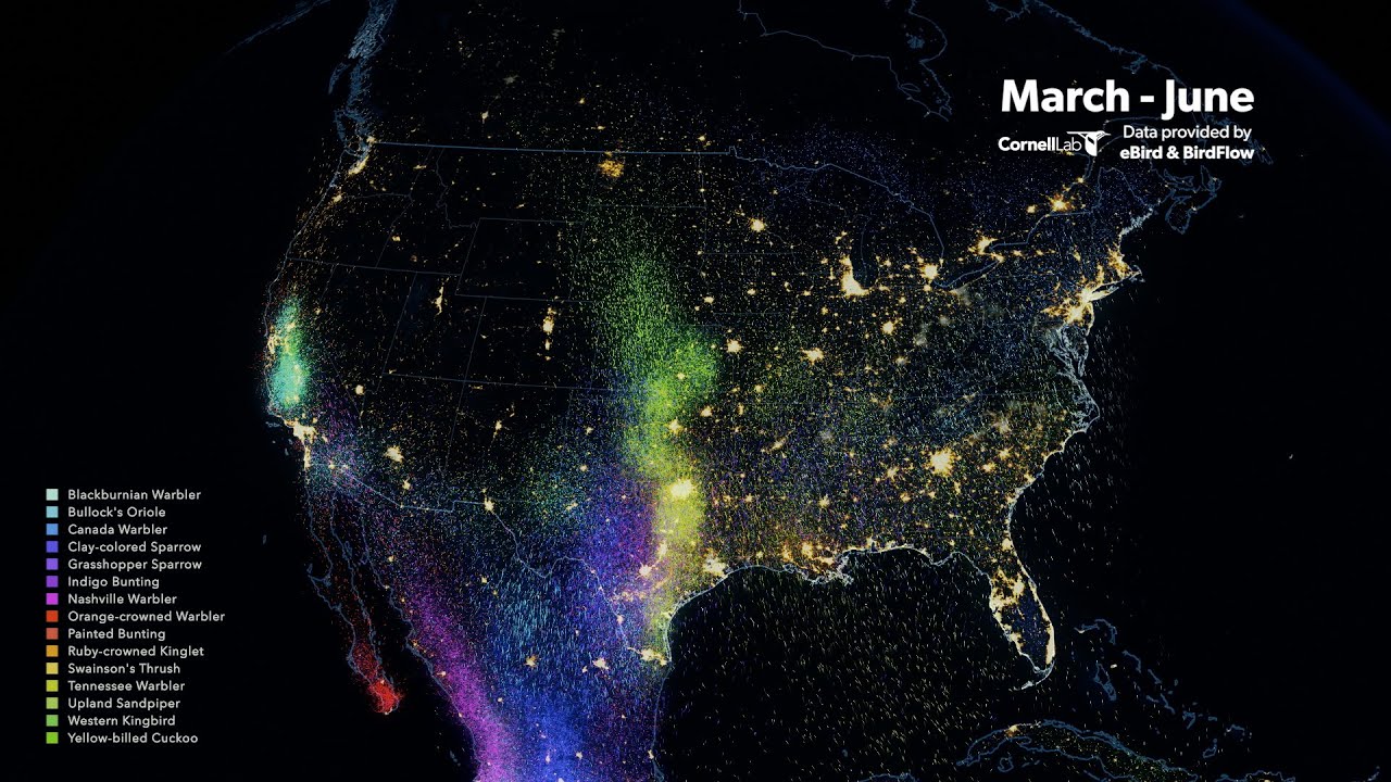 Spring Bird Migration Data Visualization - YouTube