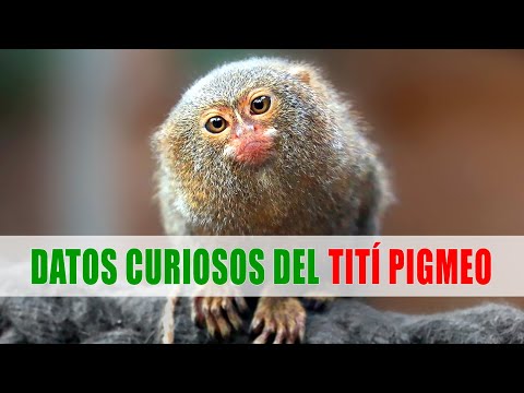 , title : 'Tití pigmeo, Chichico: el mono más pequeño del nuevo mundo | Datos curiosos de animales'