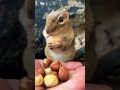 Squishy is back to fill the cheeks #shorts #chipmunks #cute #squishy