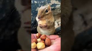 Squishy is back to fill the cheeks #shorts #chipmunks #cute #squishy