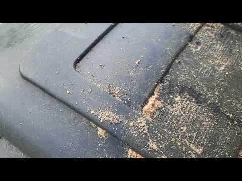 Support Beam Infested with Carpenter Bees in...