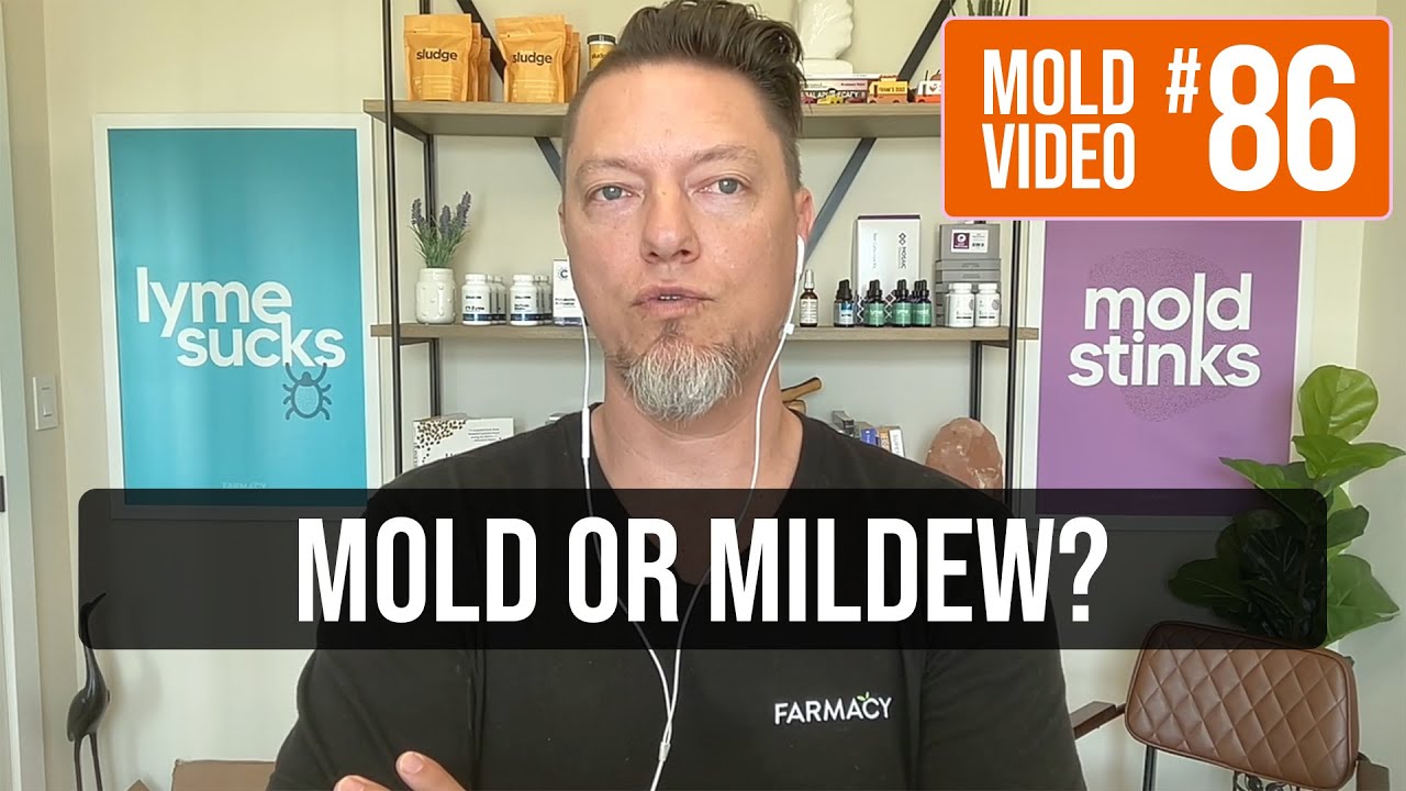What’s the difference between mildew and mold?