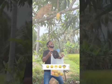 මෙන්න හොර පූසා #srination #slcrreations #trending #funny #song #animals #petlover #expression