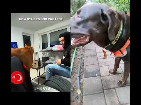 #pitbull #americanbully #viralvideo #dog #pets 💞💞💞