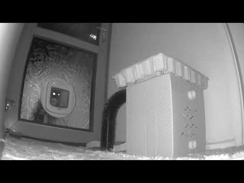 Night chores - Mr. Darcy, tuxedo cat