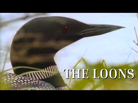 The Loons