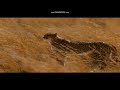 Duma Opening Scene Duma S Mother Is Killed By Lions