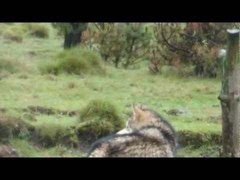 alaskan malamute , san bernarda, y burro