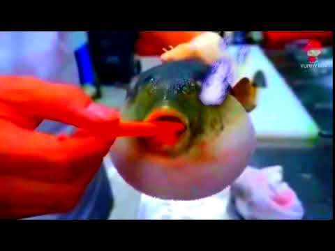 Pufferfish Eating a Carrot Activates Sans Mode