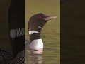 Common Loons Calling