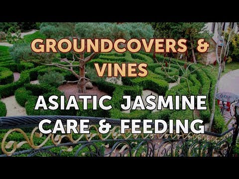 download lagu mp3 mp4 Asiatic Jasmine Fertilizer, download lagu Asiatic Jasmine Fertilizer gratis, unduh video klip Asiatic Jasmine Fertilizer