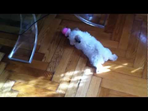 Puppy Minnie playing