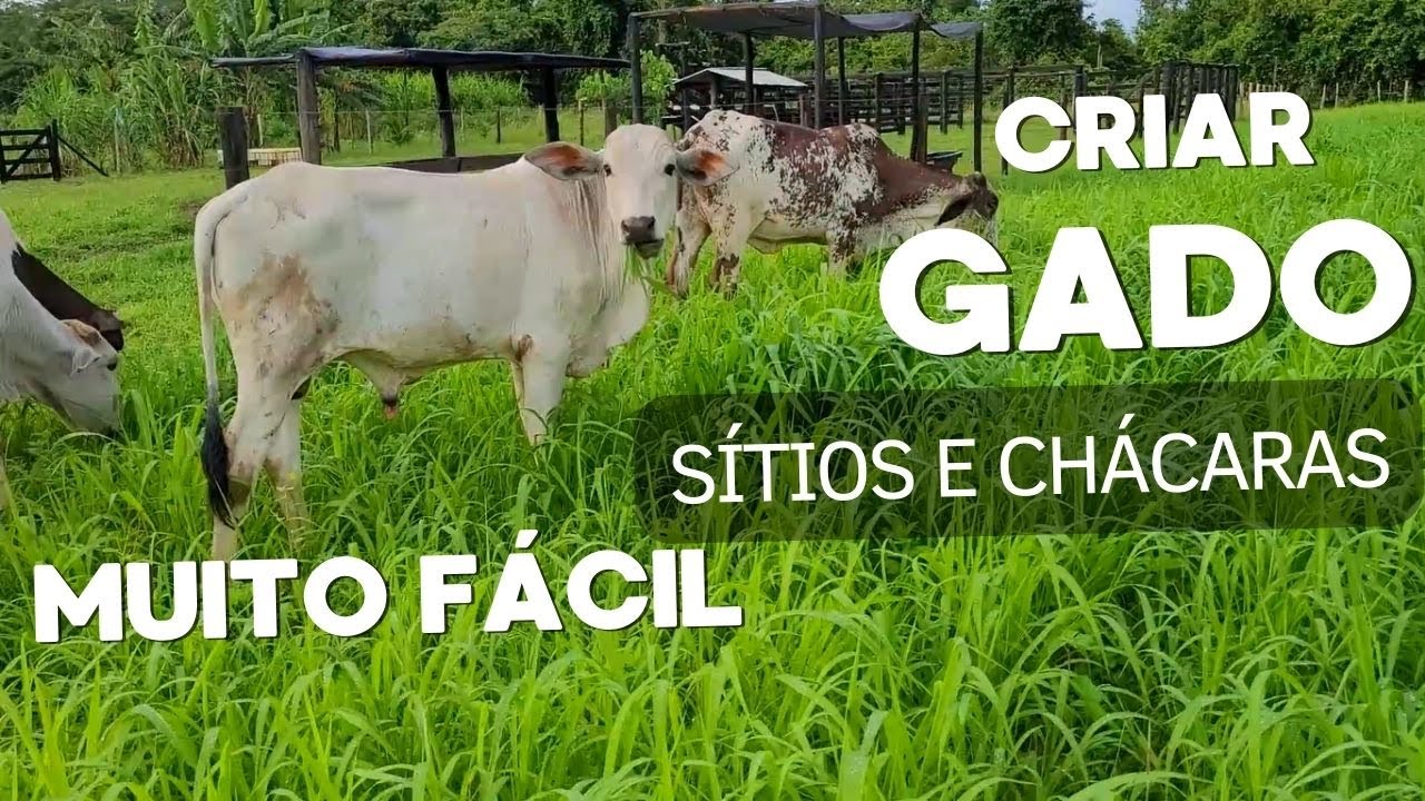 O SEGREDO PARA CRIAR GADO EM PEQUENAS PROPRIEDADES