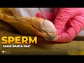 Sperm Kaise Banta Hai