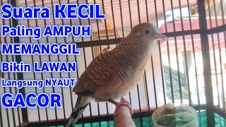 Download lagu Perkutut Lokal Gacor Suara Kecil Pancingan Perkutut (💯%AMPUH BANGET) Bikin Cepat Nyaut Gacor! mp3