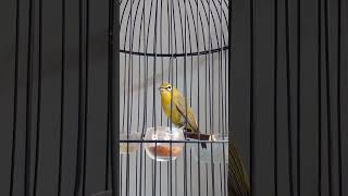 Download lagu pancingan pleci dakun Bali(dakbal)ngotot#plecimania#kicaumania#plecidakun#plecibuxtoni#fyp#shorts mp3