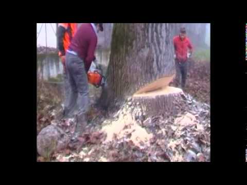 Vermi nella merda in un sogno Sintomi di mal di testa di vermi