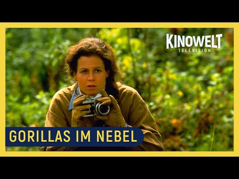 GORILLAS IM NEBEL am 24. Dezember 2023