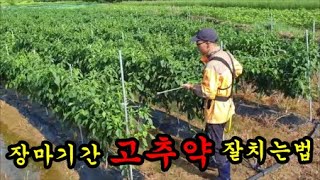 고추농사 장마기간에 고추약 잘치는방법