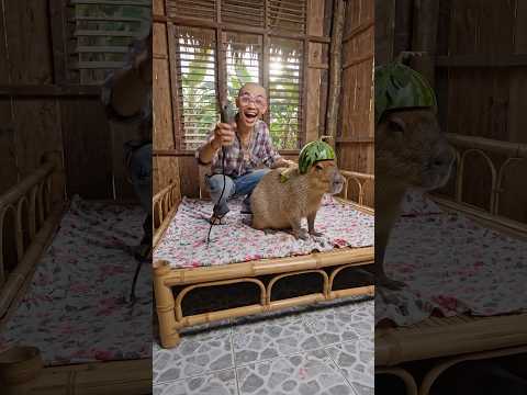 Long Trọc Cạo Sạch Lông Cappy Đem Đổi Thỏi Vàng, Ai Ngờ Bị Bà Ngoại….! 😂 #capybara #capyoi