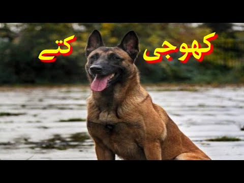 Khuji kuta | Khoji kutta | khoji dogs vedios | new dog | Amazing dogs | Muneeb Bhai