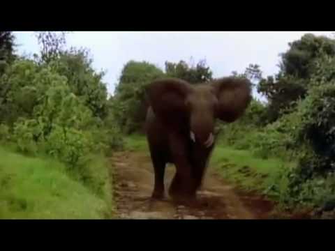 Animal Fortress - Meet The Heavy Elephant