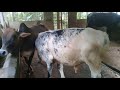 Cows Fighting Cows Fighting Cow Fight Cow