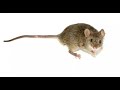 MOUSE REPELLENT This Sound Will Kill Any Mouses In Nearby