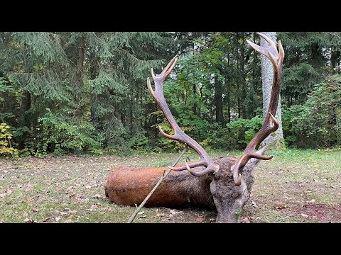 Hirschjagd in Litauen