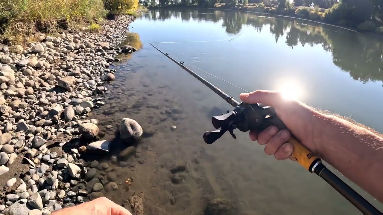 Sacramento river fall striper Fishing|Striper rod reel & rig setup #bankfishing 