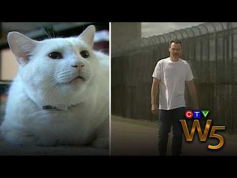 Snowball's Revenge: Cat DNA links Nova Scotia man to murder of his ex-wife | From the Archive