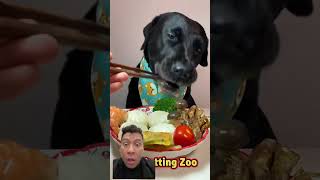 Download lagu Guk guk makan makanan 4 sehat 5 sempurna #subscribe #videoshort #viralvideo #channel #videolucu mp3 Download lagu Guk guk makan makanan 4 sehat 5 sempurna #subscribe #videoshort #viralvideo #channel #videolucu mp3