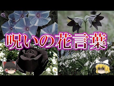 ブラックベラドンナ 植物