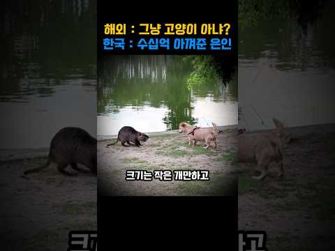 해외에서 수십억으로도 못 잡던 외래종 문제, 한국 멸종위기종이 해결한 놀라운 방법