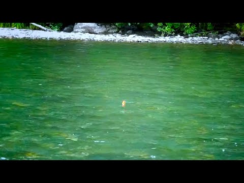 Salmon BOBBER DOWNS - River Salmon Fishing 2021
