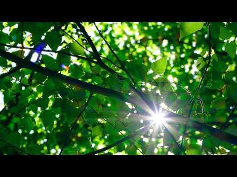 大分県中津市山国町 薬師渓谷 – Yakushi Canyon, Oita Japan | Cinematic Travel