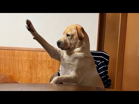 Vidéos drôles de chiens labrador qui vous feront rire aux éclats