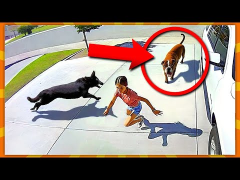 50 Dyr Der Redder Menneskers Liv!