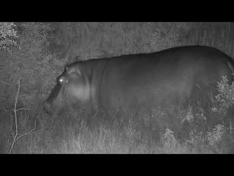Djuma: Two Hippos with interactions-Pt:1 - 04:10 - 01/23/21