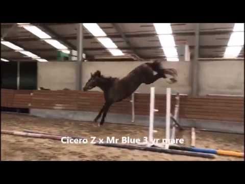 Cicero Z x Mr Blue 3 yr mare