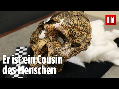 Sensationsfund: Dieser Schädel ist 2 Millionen Jahre alt