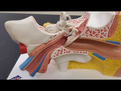 Professor Long - Ear Anatomy 1, Overview of the Ear